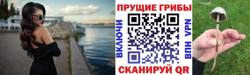 Галлюциногенные грибы Psilocybine cubensis  Купить закладки  Солигалич 